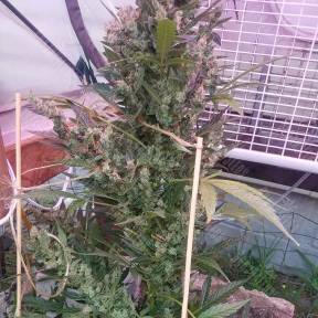 Auto Afghani #1 feminised GanjaLiveSeeds