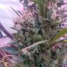 Медицинские сорта марихуаны Auto Afghani №1 feminised GanjaLiveSeeds Медицинские сорта марихуаны Auto Afghani №1 feminised GanjaLiveSeeds