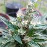 Качественные семена конопли Auto Afghani №1 feminised GanjaLiveSeeds Качественные семена конопли Auto Afghani №1 feminised GanjaLiveSeeds