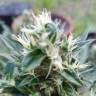 Семена марихуаны Auto Afghani №1 feminised GanjaLiveSeeds Семена марихуаны Auto Afghani №1 feminised GanjaLiveSeeds