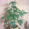 семена конопли аутдор Auto Bubblelicious regular семена конопли аутдор Auto Bubblelicious regular