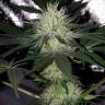 семена конопли в интернете Auto Bubblelicious regular семена конопли в интернете Auto Bubblelicious regular
