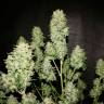 семена конопли недорого OG Kush feminised семена конопли недорого OG Kush feminised