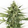конопля с ароматом сыра Auto Sweet Cheese feminised конопля с ароматом сыра Auto Sweet Cheese feminised