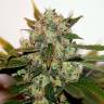 заказ семян конопли Спб White Skunk #1 feminised заказ семян конопли Спб White Skunk #1 feminised