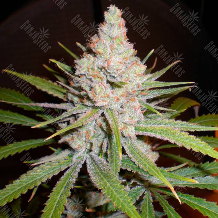 семена культурной конопли купить White Skunk #1 feminised семена культурной конопли купить White Skunk #1 feminised