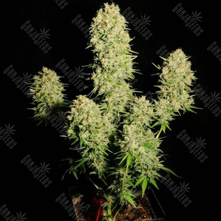 семена конопли Auto Chronic feminised семена конопли Auto Chronic feminised