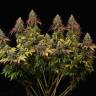 купить семена конопли белая акула White Widow CBD feminised купить семена конопли белая акула White Widow CBD feminised