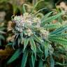 Auto Talas feminised Bang Seeds Auto Talas feminised Bang Seeds