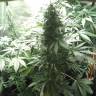 семена конопли в фирменной упаковке Point of No Return x Lowryder (Point) regular Ganja Seeds