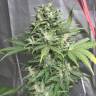 семена конопли интернет магазин Point of No Return x Lowryder (Point) regular Ganja Seeds