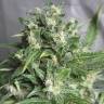 семена конопли f1 в оригинальной упаковке Point of No Return x Lowryder (Point) regular Ganja Seeds