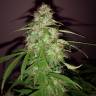 заказать качественные семена конопли Quick London regular Ganja Seeds