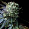качественные сорта конопли Dinamed CBD feminised Dinafem Seeds качественные сорта конопли Dinamed CBD feminised Dinafem Seeds