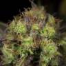семена конопли в упаковке динафем Dinamed CBD feminised Dinafem Seeds семена конопли в упаковке динафем Dinamed CBD feminised Dinafem Seeds