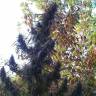 семена конопли дешево Easy Sativa feminised Female Seeds
