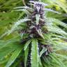 семена конопли с доставкой Easy Sativa feminised Female Seeds