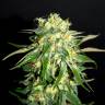 семена конопли для посадки купить Amnesi-K Lemon feminised Kannabia Seeds семена конопли для посадки купить Amnesi-K Lemon feminised Kannabia Seeds