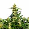 семена конопли курьером Amnesi-K Lemon feminised Kannabia Seeds семена конопли курьером Amnesi-K Lemon feminised Kannabia Seeds