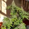семена конопли марихуаны Amnesi-K Lemon feminised Kannabia Seeds семена конопли марихуаны Amnesi-K Lemon feminised Kannabia Seeds