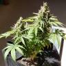 семена конопли элитных сортов Amnesi-K Lemon feminised Kannabia Seeds семена конопли элитных сортов Amnesi-K Lemon feminised Kannabia Seeds