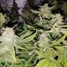 семена конопли для выращивания Super Skunk feminised Nirvana Seeds