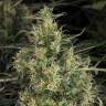 семена конопли недорого CBD-Chronic feminised Serious Seeds семена конопли недорого CBD-Chronic feminised Serious Seeds