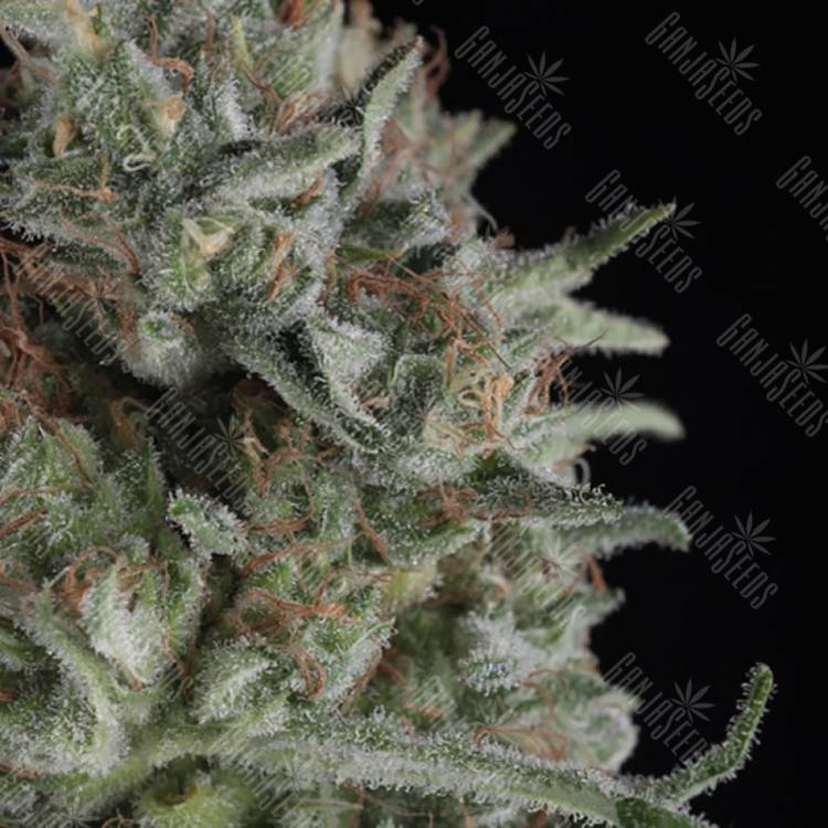 семена конопли феминизированные Critical Plus feminised Trikoma Seeds семена конопли феминизированные Critical Plus feminised Trikoma Seeds