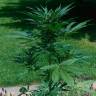 семена конопли гидропоники Auto Jack Herer feminised GanjaLiveSeeds семена конопли гидропоники Auto Jack Herer feminised GanjaLiveSeeds