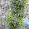 Colombian Gold regular Ganja Seeds
