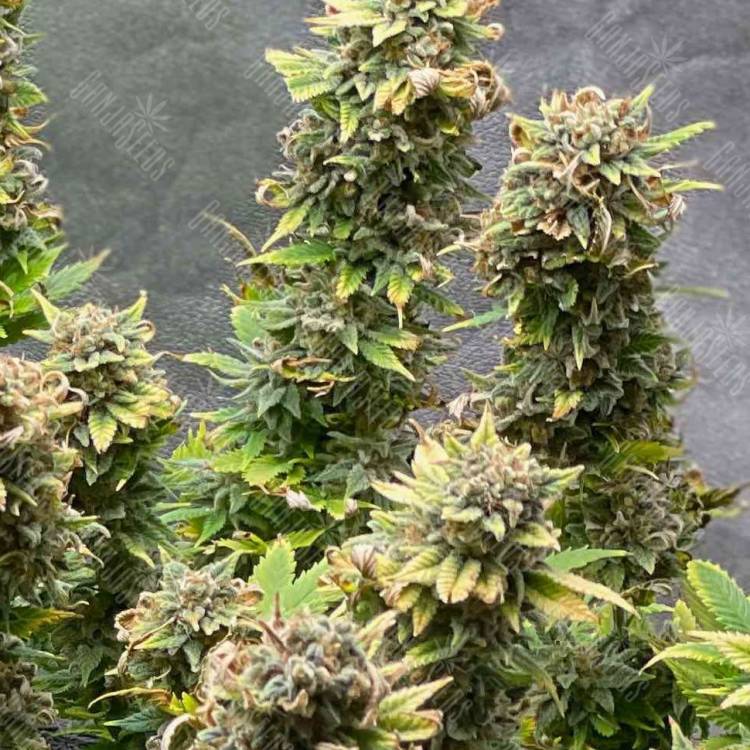 купить семена конопли с доставкой Amnesia Haze feminised купить семена конопли с доставкой Amnesia Haze feminised