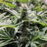 семена конопли недорого Amnesia Haze feminised семена конопли недорого Amnesia Haze feminised