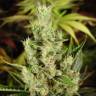купить семена конопли Amnesia Haze feminised купить семена конопли Amnesia Haze feminised