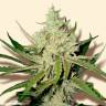 семена конопли Amnesia Haze feminised семена конопли Amnesia Haze feminised