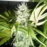 урожайные семена конопли Puta Madre Kush feminised урожайные семена конопли Puta Madre Kush feminised