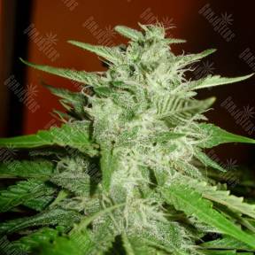 Satori regular Mandala Seeds