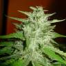 семена конопли элитных сортов Satori regular Mandala Seeds