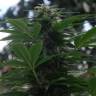семена конопли наложенным платежом Auto Talgar feminised Bang Seeds семена конопли наложенным платежом Auto Talgar feminised Bang Seeds