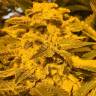 хорошие семена конопли Red Dragon regular Ganja Seeds