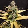 семена конопли аутдор Auto Critical Kush feminised Barneys Farm
