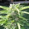 семена конопли в интернете Auto Critical Kush feminised Barneys Farm