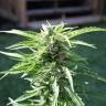 семена конопли скороспелый купить Auto Critical Kush feminised Barneys Farm