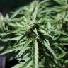 семена конопли гидропоники Auto Critical Kush feminised Barneys Farm