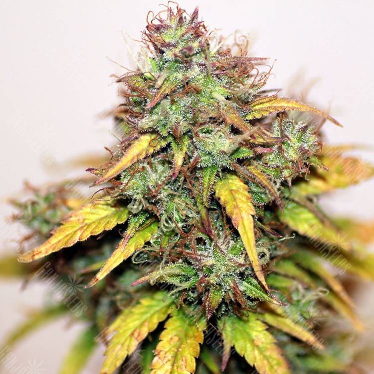семена конопли элитных сортов Auto Kush feminised семена конопли элитных сортов Auto Kush feminised
