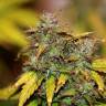 семена конопли скороспелый купить Auto Kush feminised семена конопли скороспелый купить Auto Kush feminised