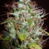 семена конопли гидропоники Auto Kush feminised семена конопли гидропоники Auto Kush feminised