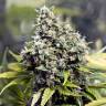 семена индийской конопли Grapefruit feminised Female Seeds семена индийской конопли Grapefruit feminised Female Seeds