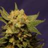 семена конопли гидропоники Big Band feminised Kannabia Seeds