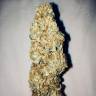 семена конопли дешево Big Band feminised Kannabia Seeds
