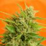 семена конопли с доставкой Big Band feminised Kannabia Seeds